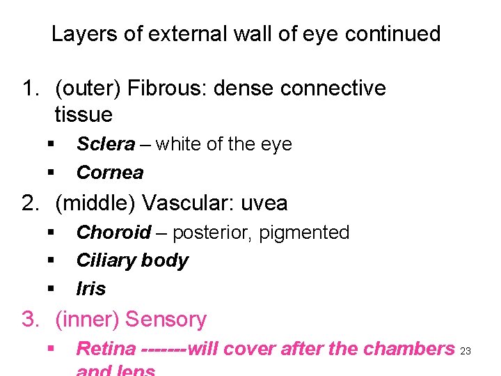 Layers of external wall of eye continued 1. (outer) Fibrous: dense connective tissue §