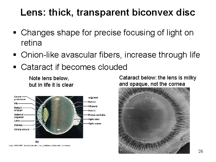 Lens: thick, transparent biconvex disc § Changes shape for precise focusing of light on