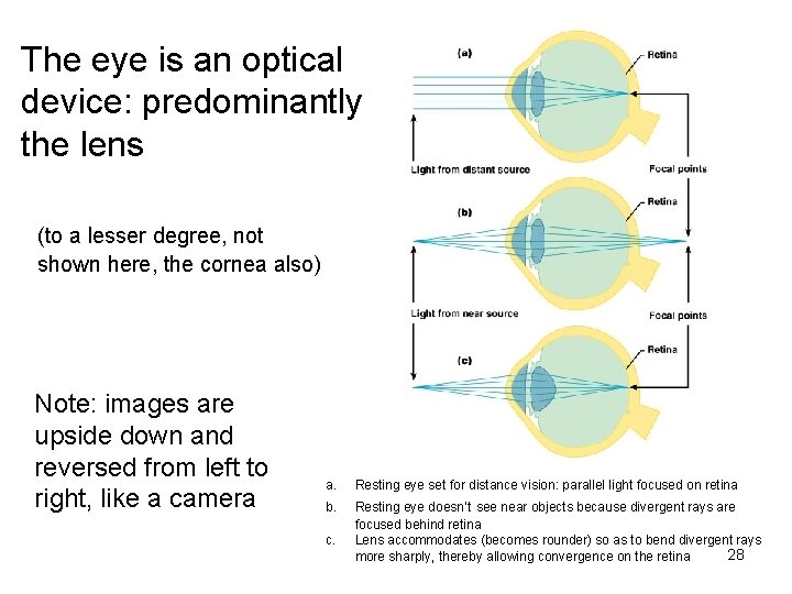 The eye is an optical device: predominantly the lens (to a lesser degree, not