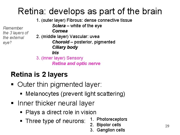 Retina: develops as part of the brain Remember the 3 layers of the external