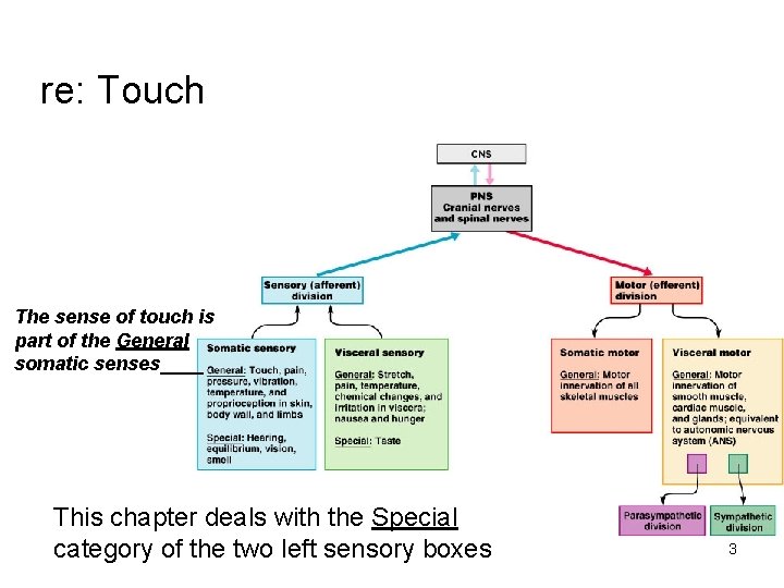 re: Touch The sense of touch is part of the General somatic senses____ This