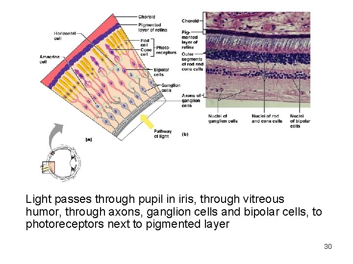 Light passes through pupil in iris, through vitreous humor, through axons, ganglion cells and