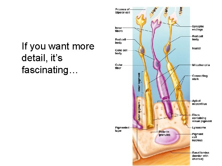 If you want more detail, it’s fascinating… 35 