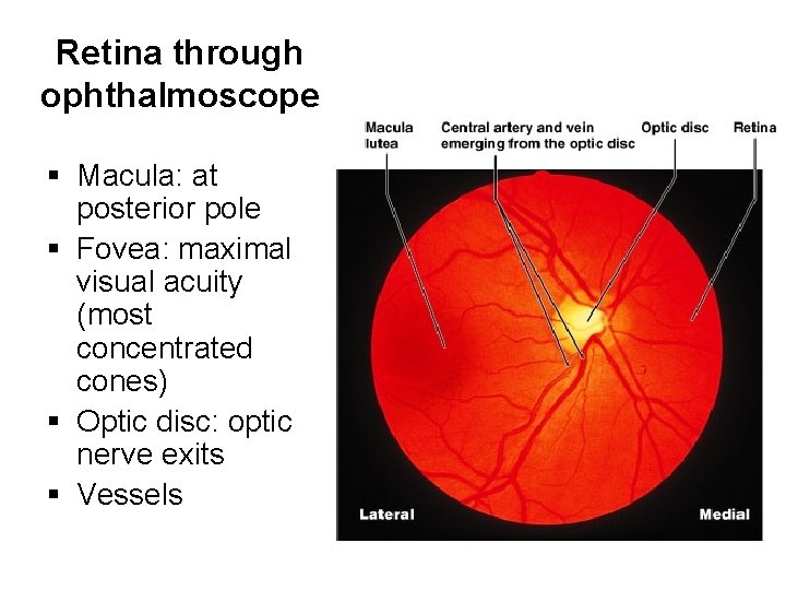 Retina through ophthalmoscope § Macula: at posterior pole § Fovea: maximal visual acuity (most