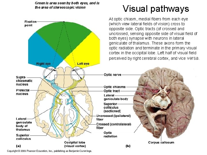 Green is area seen by both eyes, and is the area of stereoscopic vision