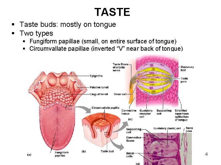 TASTE § Taste buds: mostly on tongue § Two types § Fungiform papillae (small,