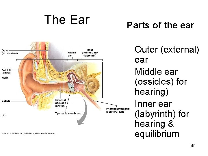 The Ear Parts of the ear § Outer (external) ear § Middle ear (ossicles)
