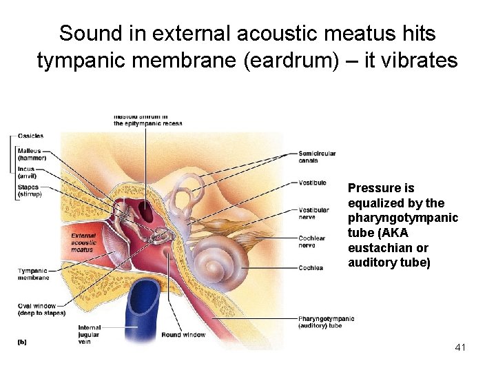 Sound in external acoustic meatus hits tympanic membrane (eardrum) – it vibrates Pressure is