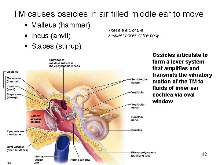 TM causes ossicles in air filled middle ear to move: § Malleus (hammer) §