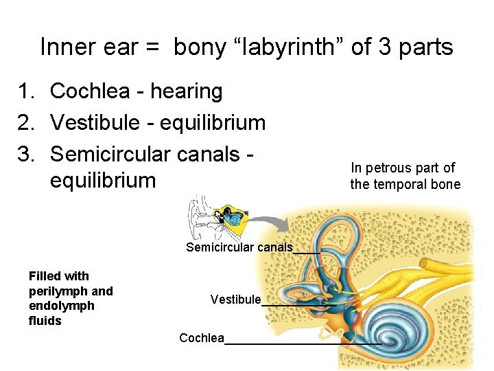 Inner ear = bony “labyrinth” of 3 parts 1. Cochlea - hearing 2. Vestibule