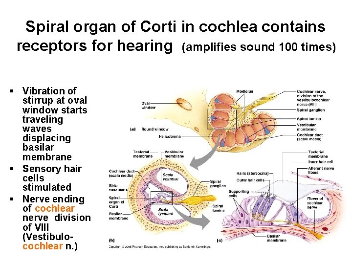 Spiral organ of Corti in cochlea contains receptors for hearing (amplifies sound 100 times)