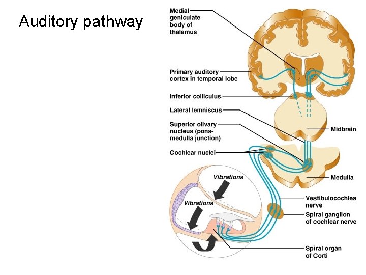 Auditory pathway 46 