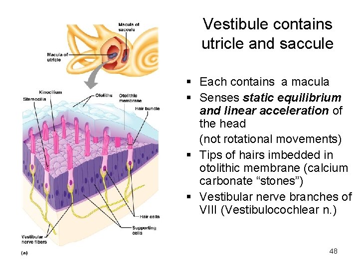 Vestibule contains utricle and saccule § Each contains a macula § Senses static equilibrium