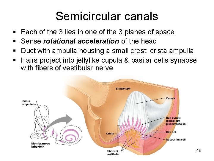 Semicircular canals § § Each of the 3 lies in one of the 3