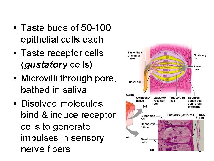 § Taste buds of 50 -100 epithelial cells each § Taste receptor cells (gustatory