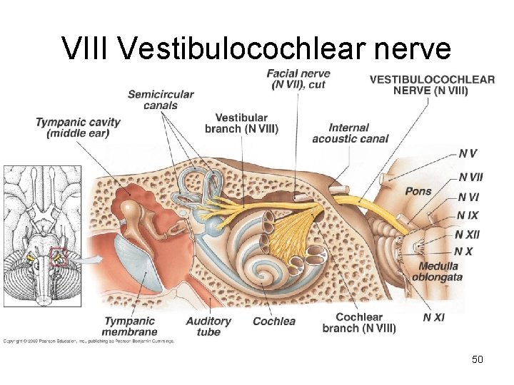 VIII Vestibulocochlear nerve 50 