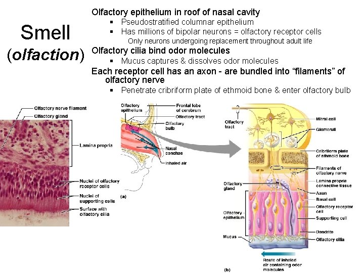Olfactory epithelium in roof of nasal cavity Smell (olfaction) § Pseudostratified columnar epithelium §