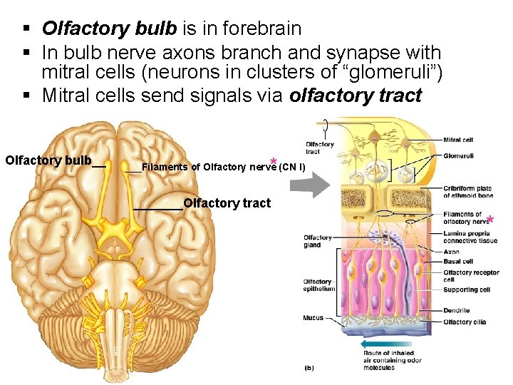 § Olfactory bulb is in forebrain § In bulb nerve axons branch and synapse
