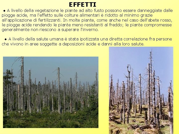 EFFETTI ● A livello della vegetazione le piante ad alto fusto possono essere danneggiate EFFETTI ● A livello della vegetazione le piante ad alto fusto possono essere danneggiate