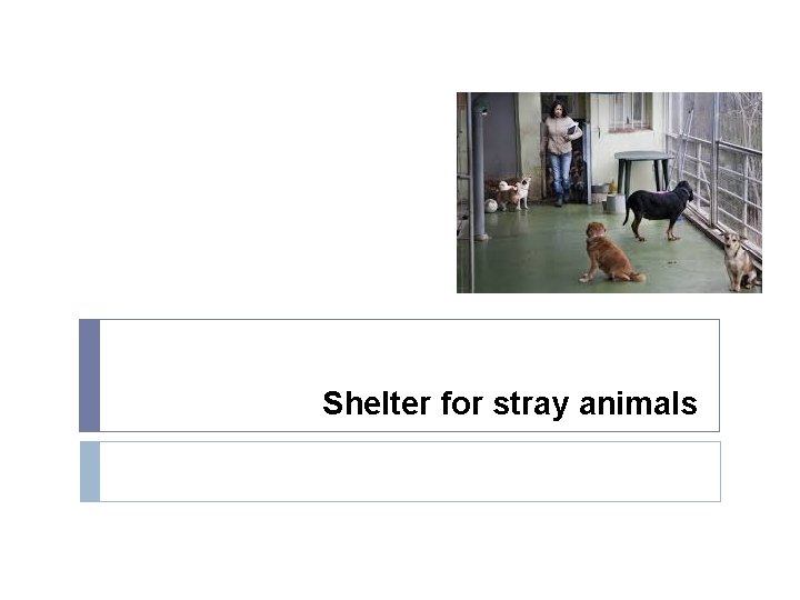 Shelter for stray animals 