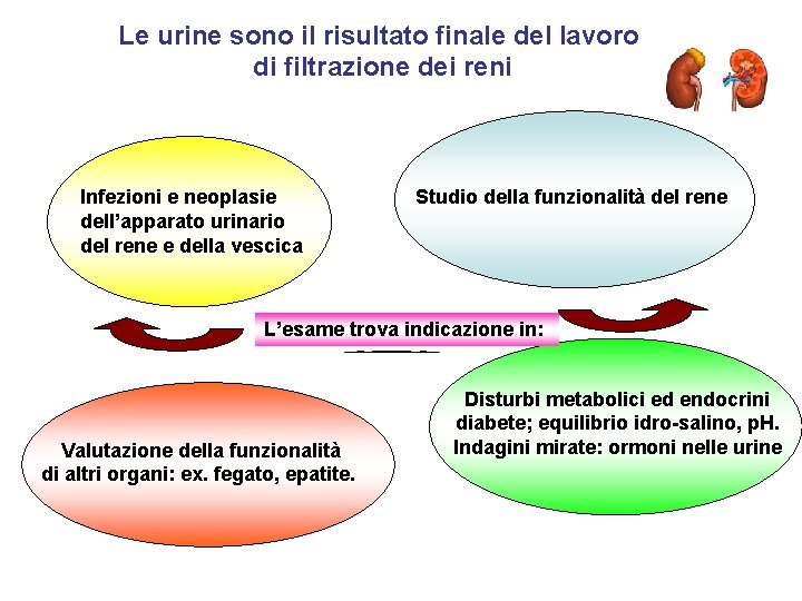 Le urine sono il risultato finale del lavoro di filtrazione dei reni Infezioni e