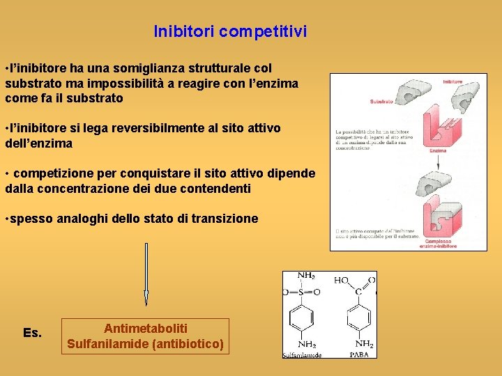 Inibitori competitivi • l’inibitore ha una somiglianza strutturale col substrato ma impossibilità a reagire