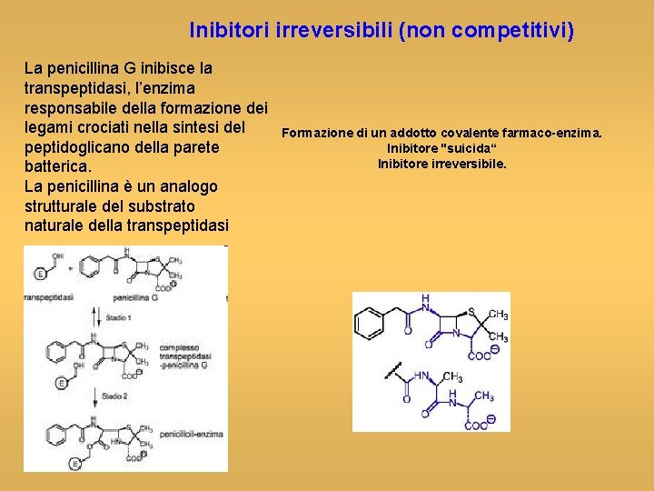 Inibitori irreversibili (non competitivi) La penicillina G inibisce la transpeptidasi, l’enzima responsabile della formazione