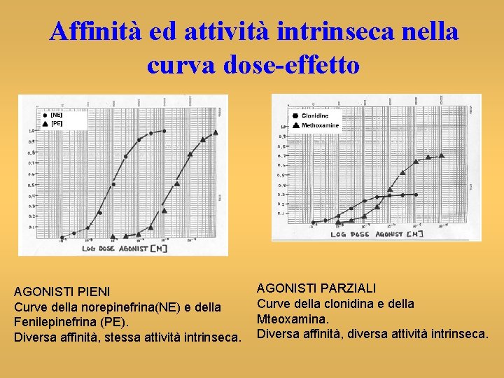 Affinità ed attività intrinseca nella curva dose-effetto AGONISTI PIENI Curve della norepinefrina(NE) e della
