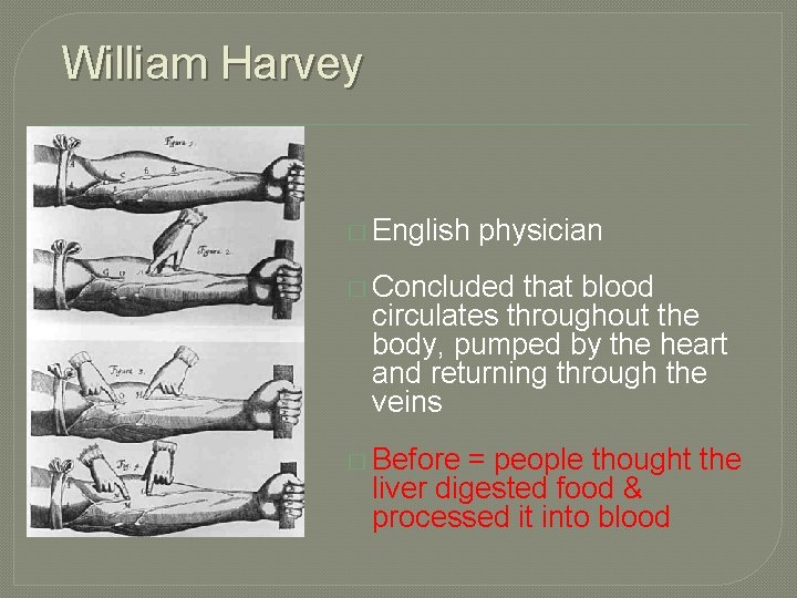 William Harvey � English physician � Concluded that blood circulates throughout the body, pumped