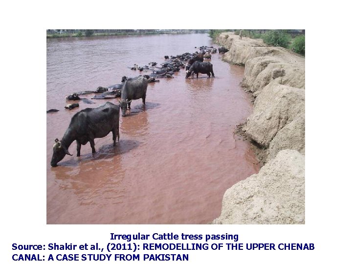Irregular Cattle tress passing Source: Shakir et al. , (2011): REMODELLING OF THE UPPER