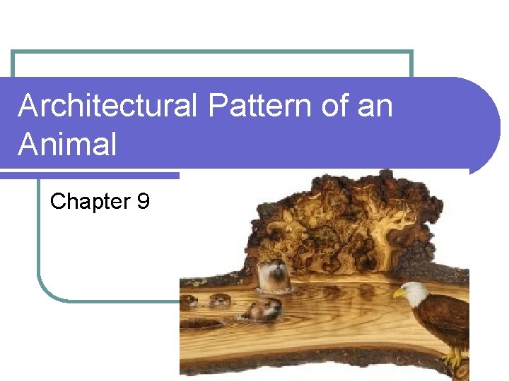 Architectural Pattern of an Animal Chapter 9 Architectural Pattern of an Animal Chapter 9
