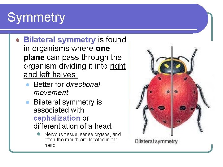 Symmetry ● Bilateral symmetry is found in organisms where one plane can pass through Symmetry ● Bilateral symmetry is found in organisms where one plane can pass through