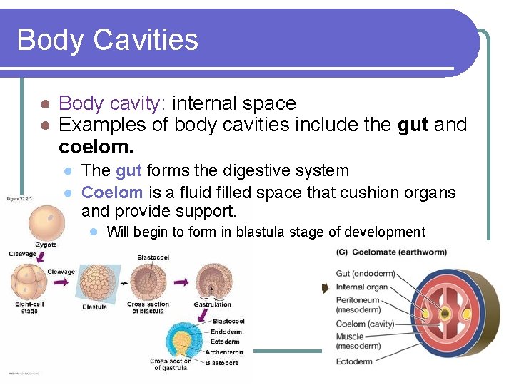 Body Cavities ● Body cavity: internal space ● Examples of body cavities include the Body Cavities ● Body cavity: internal space ● Examples of body cavities include the