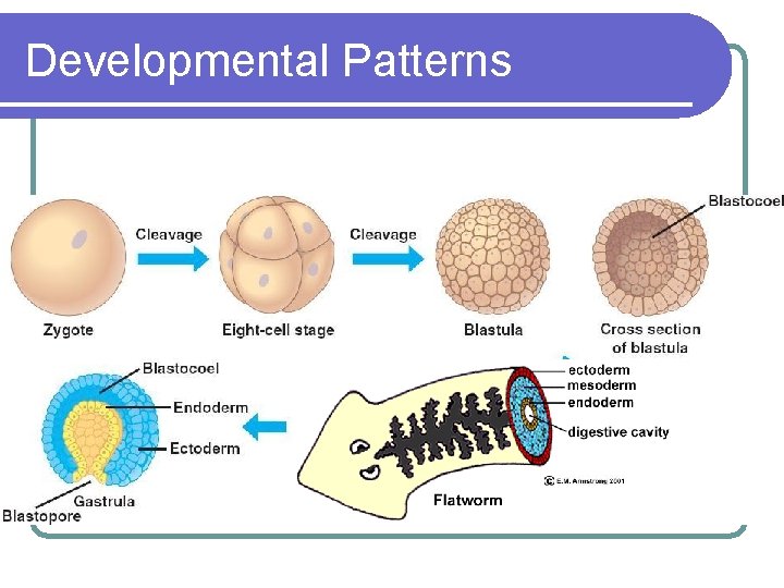 Developmental Patterns Developmental Patterns