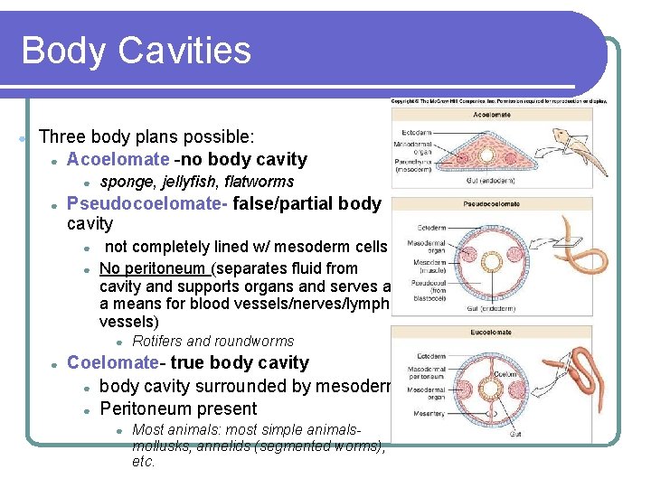 Body Cavities ● Three body plans possible: ● Acoelomate -no body cavity ● ● Body Cavities ● Three body plans possible: ● Acoelomate -no body cavity ● ●