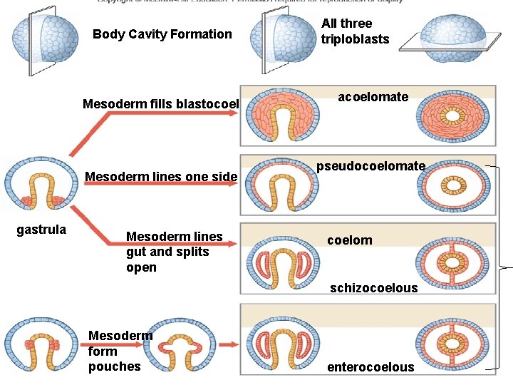 Body Cavity Formation Mesoderm fills blastocoel Mesoderm lines one side gastrula Mesoderm lines gut Body Cavity Formation Mesoderm fills blastocoel Mesoderm lines one side gastrula Mesoderm lines gut