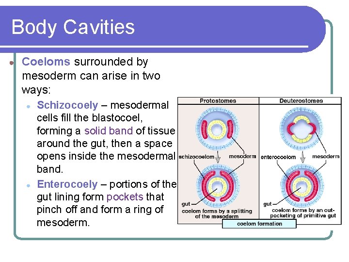 Body Cavities ● Coeloms surrounded by mesoderm can arise in two ways: ● ● Body Cavities ● Coeloms surrounded by mesoderm can arise in two ways: ● ●