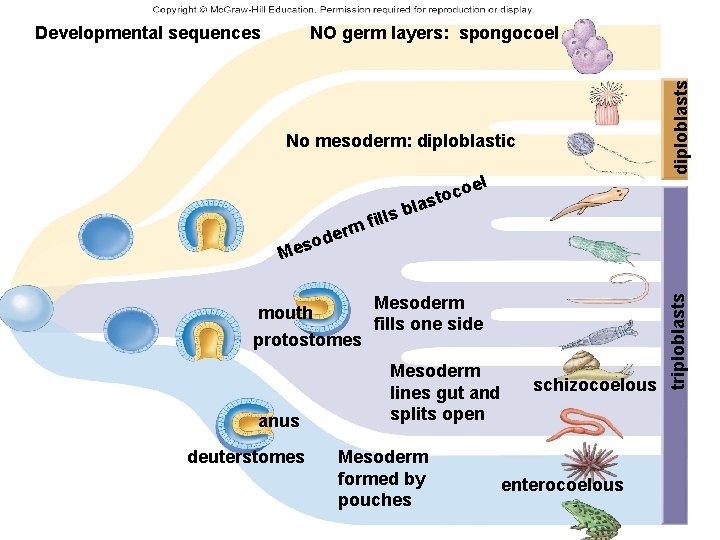 diploblasts NO germ layers: spongocoel No mesoderm: diploblastic oel c o ast m der diploblasts NO germ layers: spongocoel No mesoderm: diploblastic oel c o ast m der