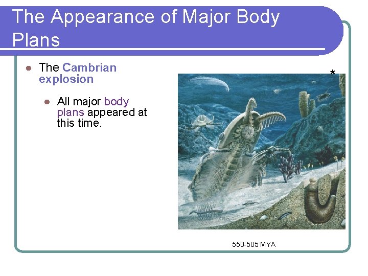 The Appearance of Major Body Plans ● The Cambrian explosion * ● All major The Appearance of Major Body Plans ● The Cambrian explosion * ● All major