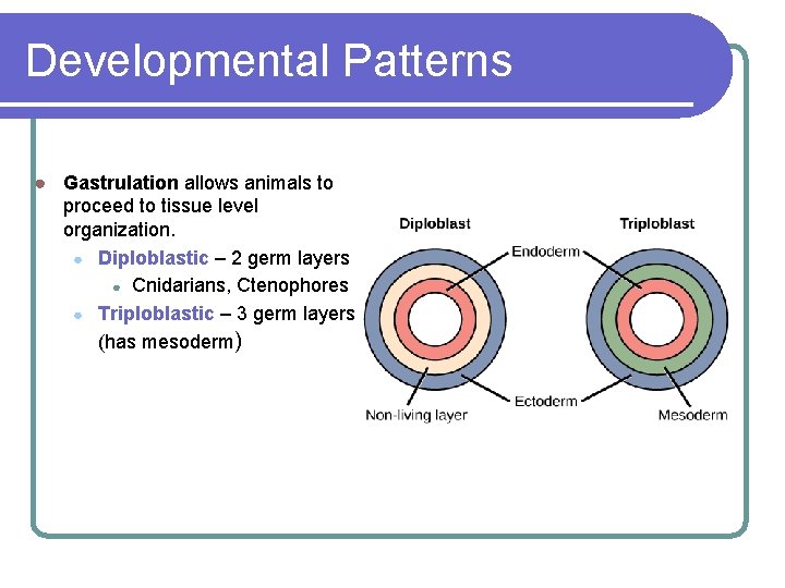 Developmental Patterns ● Gastrulation allows animals to proceed to tissue level organization. ● Diploblastic Developmental Patterns ● Gastrulation allows animals to proceed to tissue level organization. ● Diploblastic