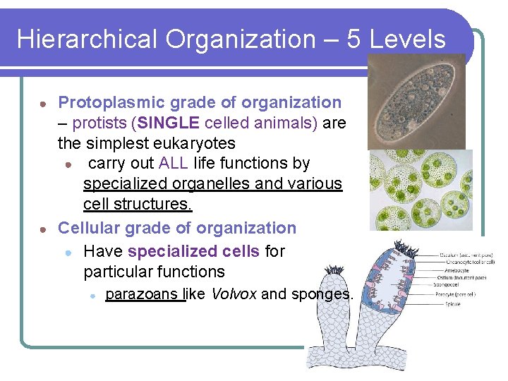 Hierarchical Organization – 5 Levels Protoplasmic grade of organization – protists (SINGLE celled animals) Hierarchical Organization – 5 Levels Protoplasmic grade of organization – protists (SINGLE celled animals)