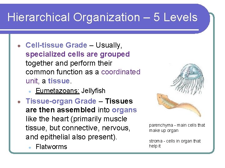 Hierarchical Organization – 5 Levels ● Cell-tissue Grade – Usually, specialized cells are grouped Hierarchical Organization – 5 Levels ● Cell-tissue Grade – Usually, specialized cells are grouped