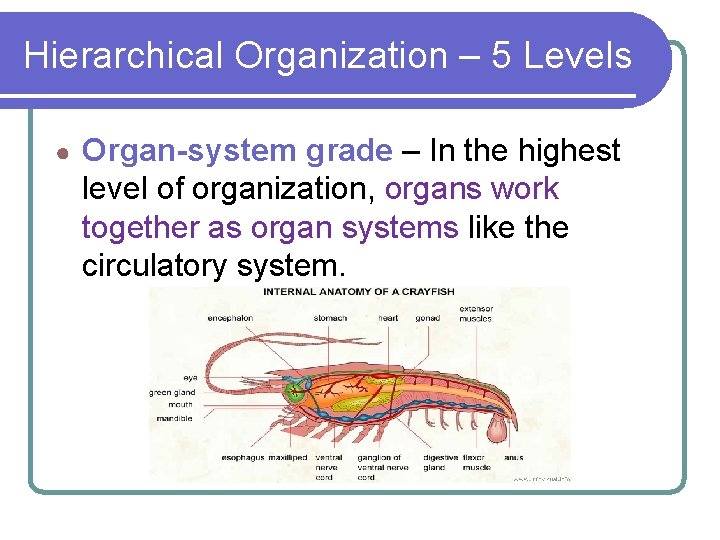 Hierarchical Organization – 5 Levels ● Organ-system grade – In the highest level of Hierarchical Organization – 5 Levels ● Organ-system grade – In the highest level of