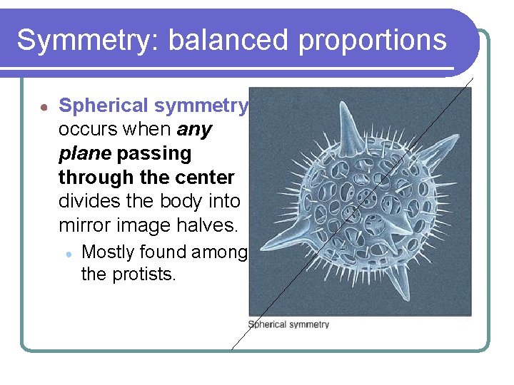 Symmetry: balanced proportions ● Spherical symmetry occurs when any plane passing through the center Symmetry: balanced proportions ● Spherical symmetry occurs when any plane passing through the center