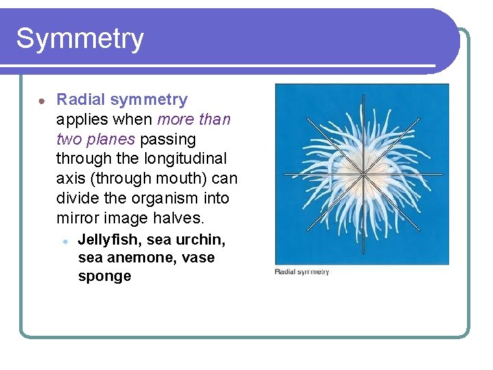 Symmetry ● Radial symmetry applies when more than two planes passing through the longitudinal Symmetry ● Radial symmetry applies when more than two planes passing through the longitudinal