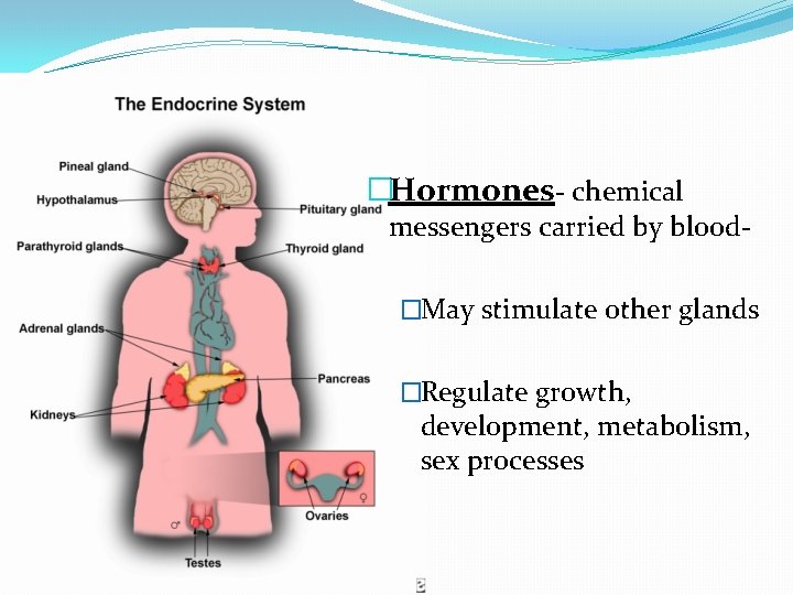 �Hormones- chemical messengers carried by blood�May stimulate other glands �Regulate growth, development, metabolism, sex