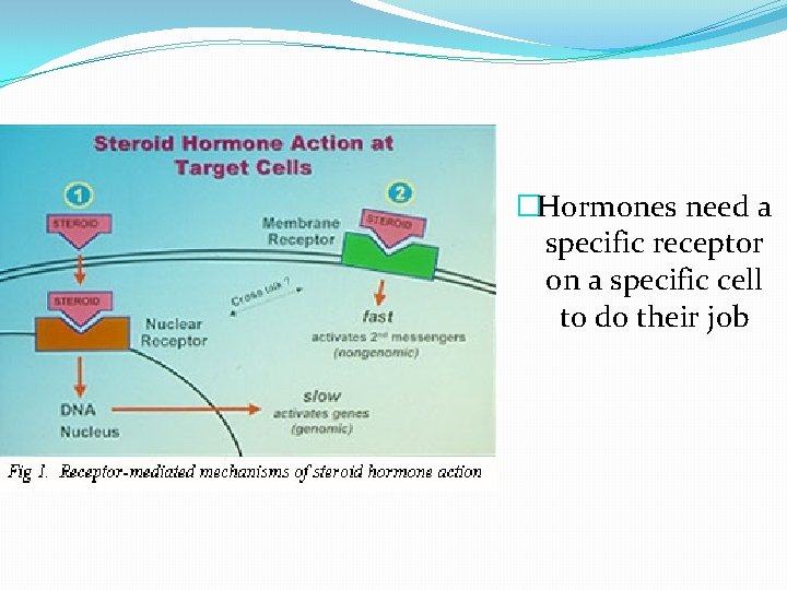 �Hormones need a specific receptor on a specific cell to do their job 