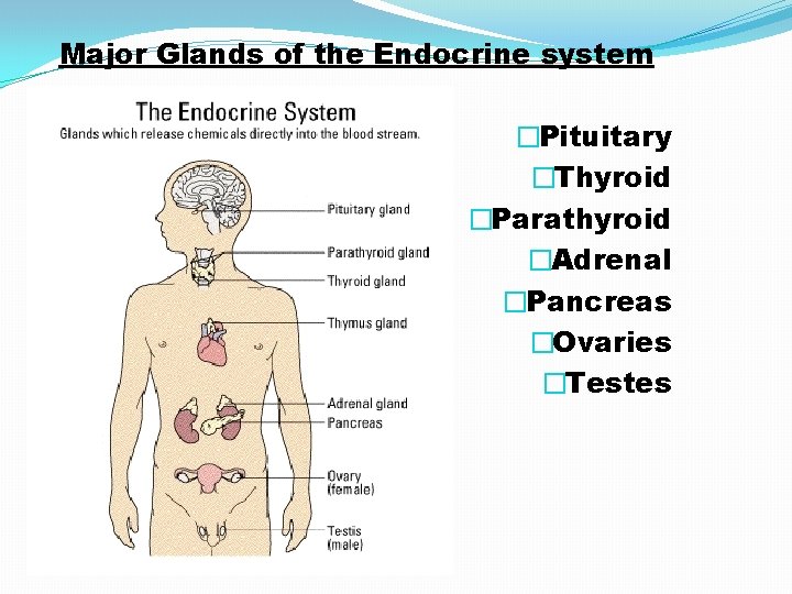 Major Glands of the Endocrine system �Pituitary �Thyroid �Parathyroid �Adrenal �Pancreas �Ovaries �Testes 