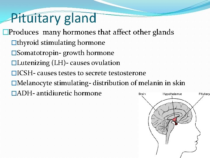 Pituitary gland �Produces many hormones that affect other glands �thyroid stimulating hormone �Somatotropin- growth