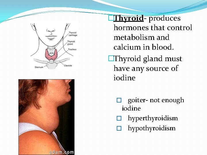 �Thyroid- produces hormones that control metabolism and calcium in blood. �Thyroid gland must have